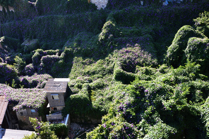 植物，生长，树木，自然之美，自然，高角度视野，无人，风景-自然