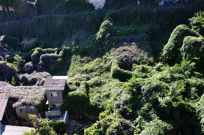 植物，生长，树木，自然之美，自然，高角度视野，无人，风景-自然