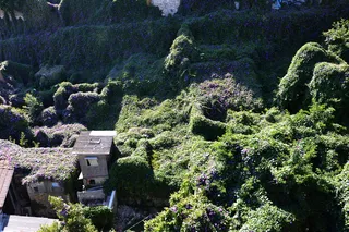 植物，生长，树木，自然之美，自然，高角度视野，无人，风景-自然
