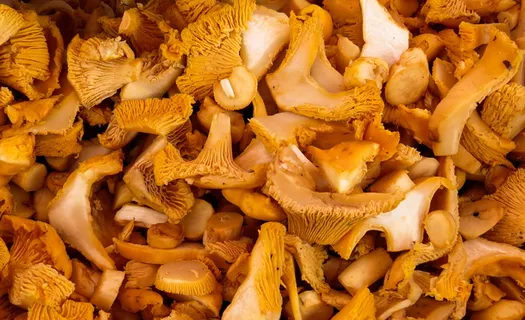 填充,框架摄影,蘑菇,食用蘑菇,蘑菇,食用,森林,蘑菇采摘 填充,框架摄影,蘑菇,食用蘑菇,蘑菇,食用,森林,蘑菇采摘