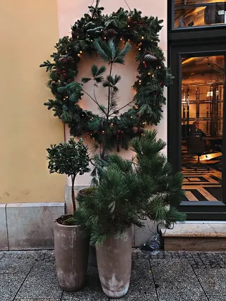 波兰，克拉科夫，欧洲，橙色，花卉，植物，2019年，道路