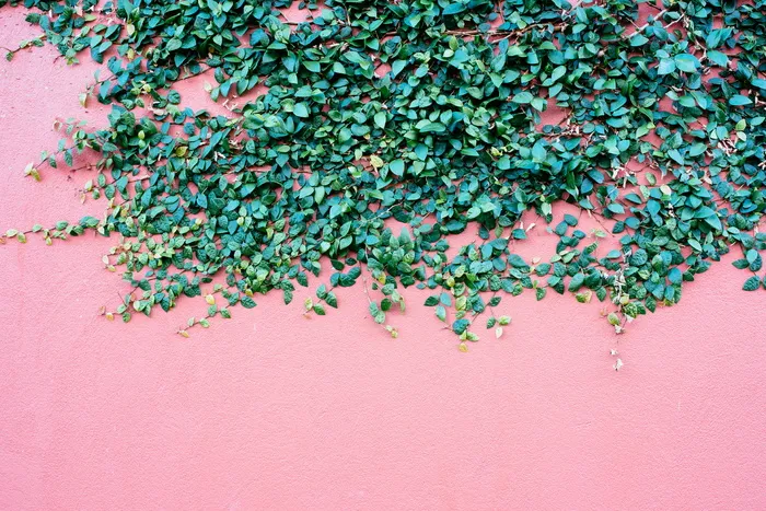 澳大利亚，fremantle，wall，plant，color，尼康，绿色，无人
