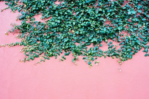 澳大利亚,fremantle,wall,plant,color,尼康,绿色,无人 澳大利亚,fremantle,wall,plant,color,尼康,绿色,无人