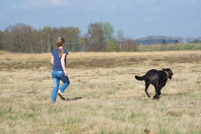 跑步、儿童、拉布拉多犬、狗、zoogdieren、hond、gras term、veld