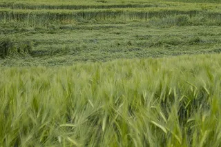 玉米田、谷物、风暴灾害、植物、田地、景观、土地、农业