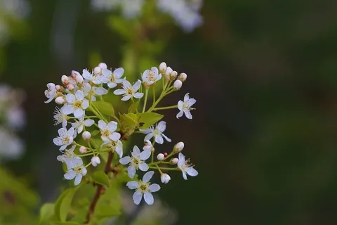 花,自然,春天,植物,花蕾,盛开,美丽,白色 花,自然,春天,植物,花蕾,盛开,美丽,白色