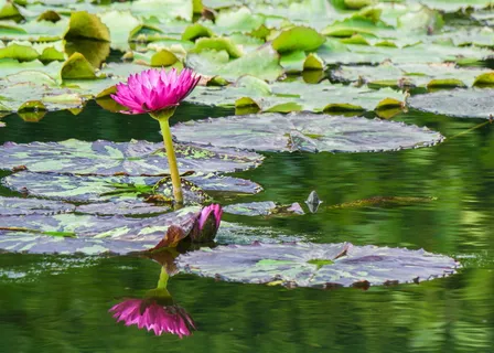 花卉,睡莲,花园池塘,黄花,夏天,花卉,开花植物,水 花卉,睡莲,花园池塘,黄花,夏天,花卉,开花植物,水