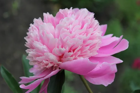 牡丹,花卉,粉红牡丹,微距摄影,植物,特写,花园,自然 牡丹,花卉,粉红牡丹,微距摄影,植物,特写,花园,自然