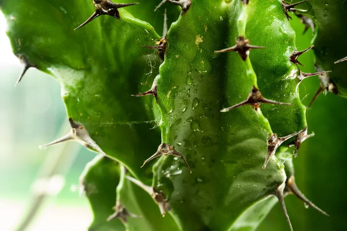 绿色仙人掌，植物，仙人掌，绿色，宏观，自然，宏观摄影，荆棘
