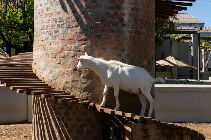 南非，suider paarl，fairview葡萄酒和奶酪，动物主题，动物，哺乳动物，一种动物，建筑