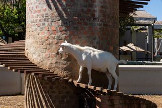 南非，suider paarl，fairview葡萄酒和奶酪，动物主题，动物，哺乳动物，一种动物，建筑