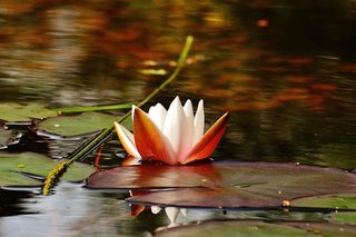 睡莲，水，芽，植物，池塘，花朵，盛开，水生植物