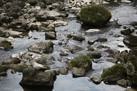 水、自然、户外、溪流、小溪、植物、岩石、碎石 水、自然、户外、溪流、小溪、植物、岩石、碎石