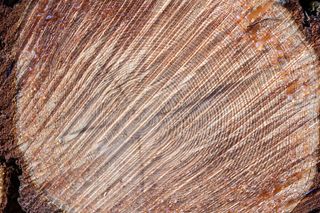 木材, 树脂, 切, 森林, 自然, 树, 堆栈, 树干