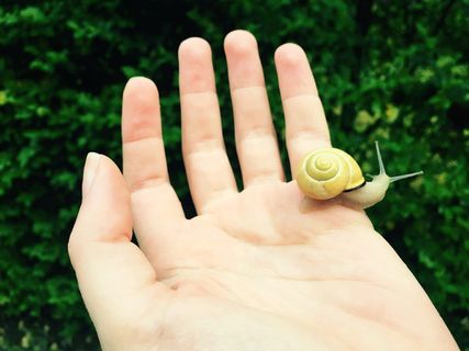 蜗牛，手，自然，普拉托，花园，雨，昆虫，螺旋