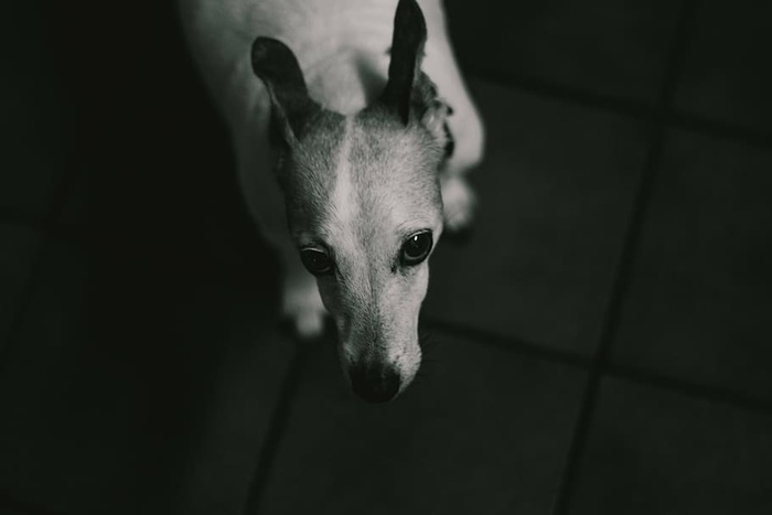灰度摄影，狗，灰度，照片，猎犬，小狗，动物，一只动物