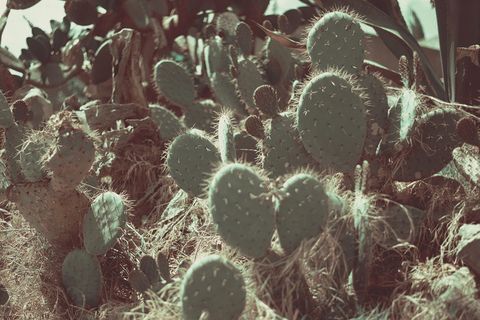 仙人掌，绿色，脊柱，肉质植物，生长，植物，没有人，特写