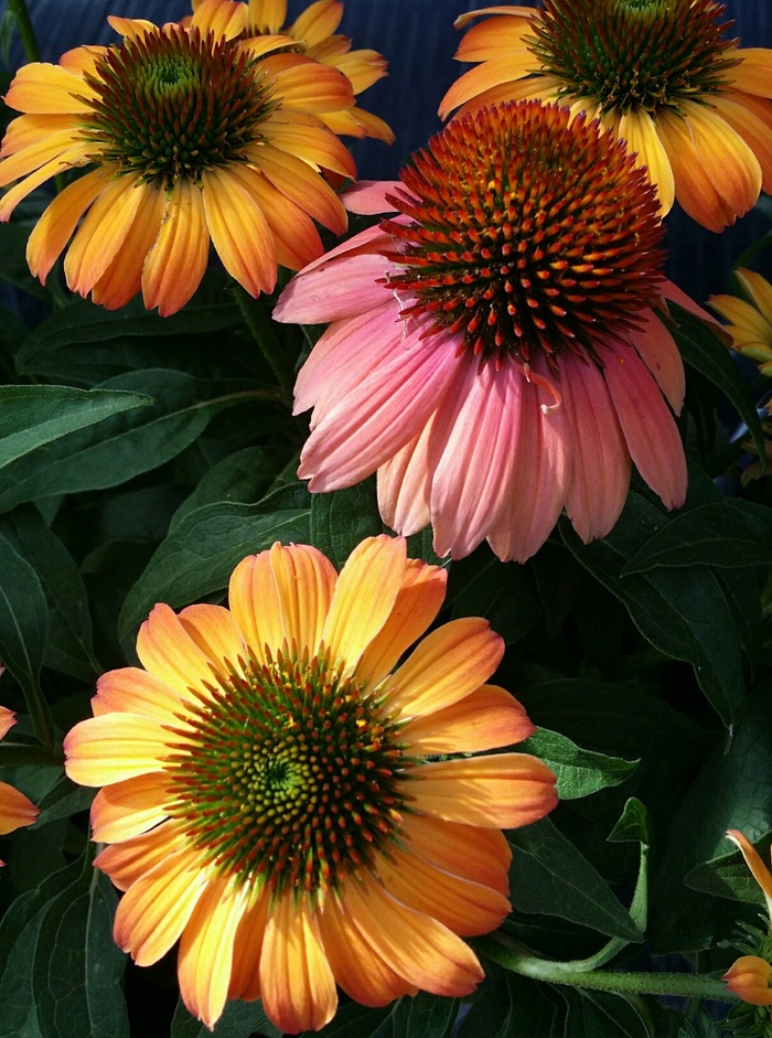 紫锥菊、锥花、橙色、粉色、紫色、夏季、花朵、开花植物