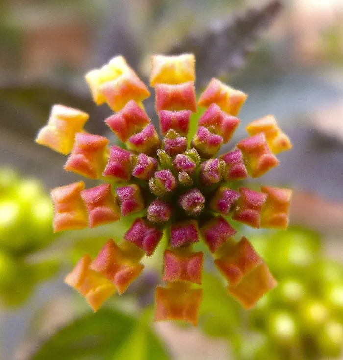 马缨丹，花朵，爆炸，梯度，开花植物，植物，特写，新鲜度