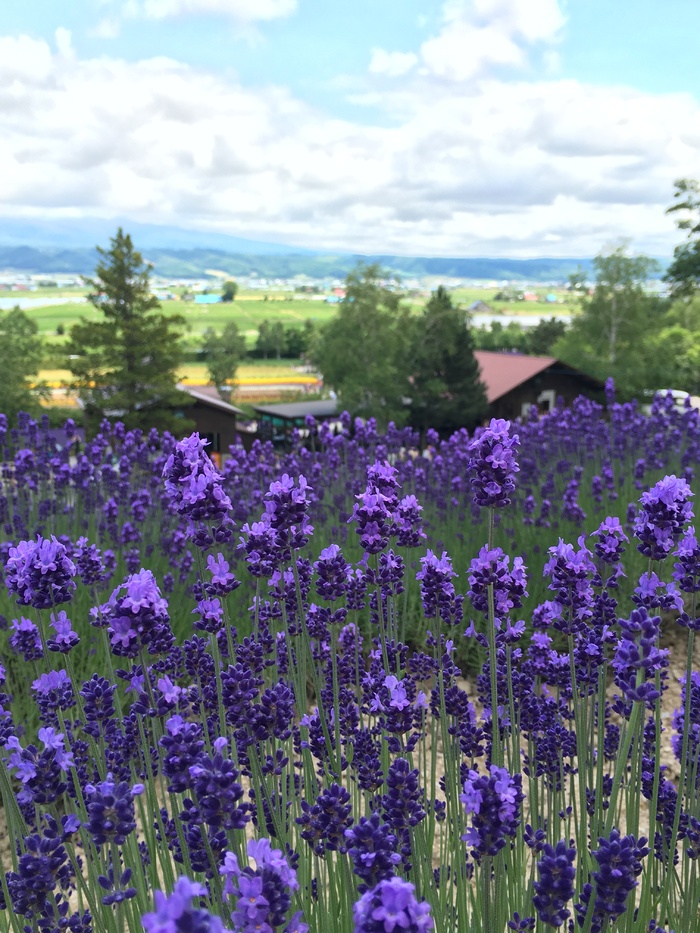 薰衣草，北海道，风景，花卉，开花植物，植物，生长，自然之美