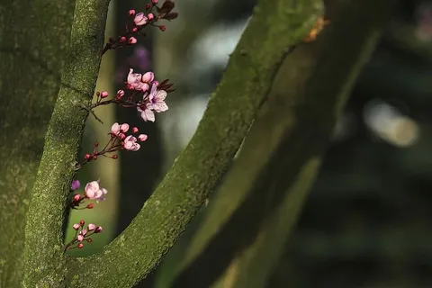 粉色的春花 粉色的春花
