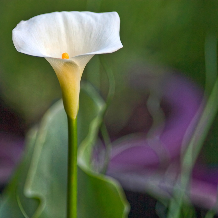 白色和平百合, 马蹄莲, aethiopica, 马蹄莲, 阿鲁姆, 百合, 引人注目, 白