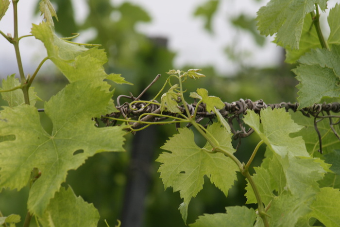 viña，葡萄，植物，vino，viñedo，bunch，sarmiento，葡萄酒