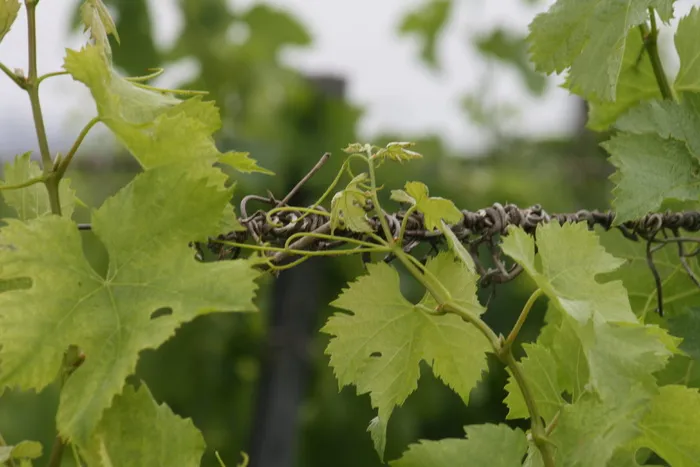 viña，葡萄，植物，vino，viñedo，bunch，sarmiento，葡萄酒