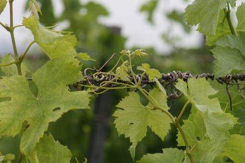 viña，葡萄，植物，vino，viñedo，bunch，sarmiento，葡萄酒