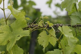 viña，葡萄，植物，vino，viñedo，bunch，sarmiento，葡萄酒