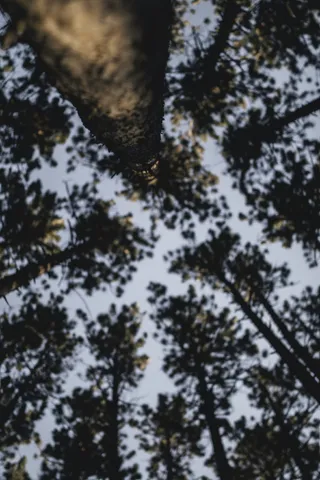 高大树木的虫眼摄影