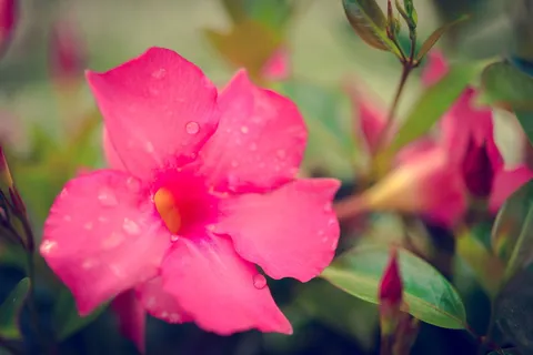 宏观摄影,粉色,摇滚喇叭花,自然,花园,花,植物,花朵 宏观摄影,粉色,摇滚喇叭花,自然,花园,花,植物,花朵