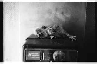 纽约，美国，曼哈顿，电话，鸟，死亡，动物，动物主题