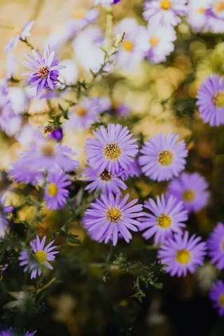 花园里开着紫色的小花