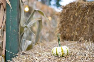 美国，皇家橡树，稻草，秋天，秋天，南瓜地，南瓜，感恩节