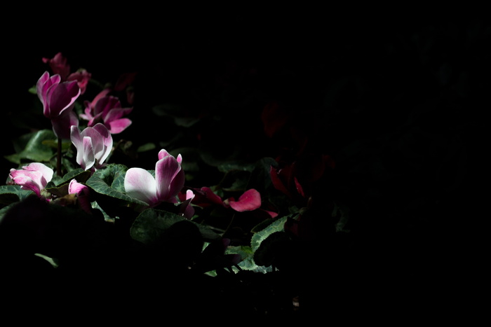 紫色花瓣花、深色、夜间、花朵、自然、室外、花园、灯光