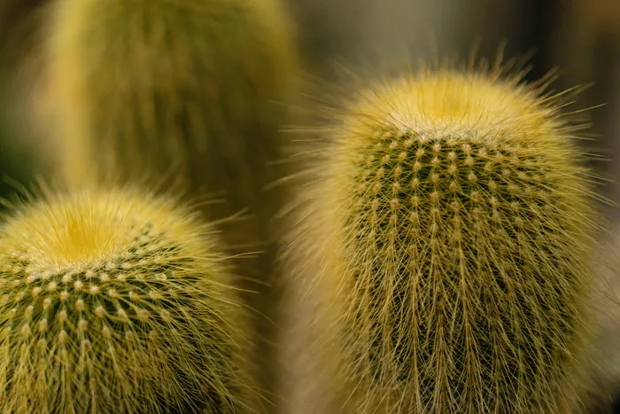 绿色植物