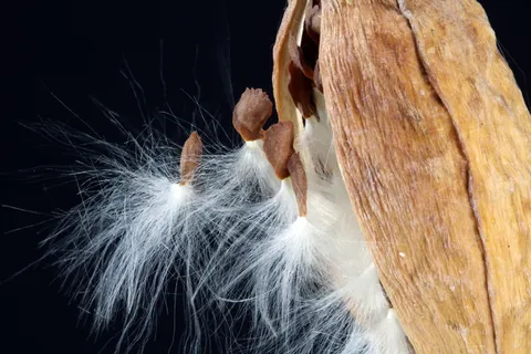 马利筋，种子，离开，春天，开始，藤蔓植物，自然，美丽