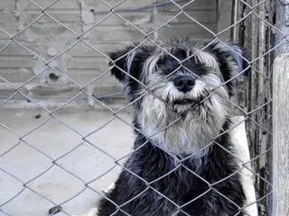 狗，卡，动物，宠物，宠物，狗，纯种狗，雪纳瑞