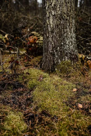 秋天在雾天向森林走去