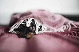 真正的勇气，胆小的狗