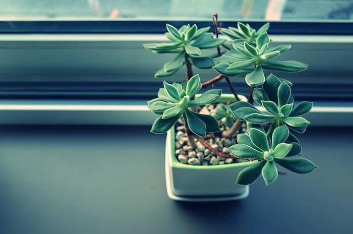 绿叶植物，植物，花园，花，绿色，办公室，装饰，花盆
