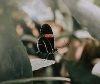 绿叶上黑色和橙色蝴蝶栖息的选择性聚焦照片