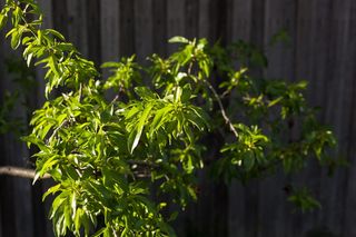 澳大利亚，阳光，生长，植物，绿色，植物部分，叶子，关注前景