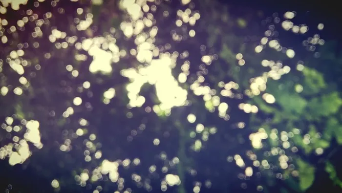 树，散焦，照明，无人，自然，户外，植物，背景