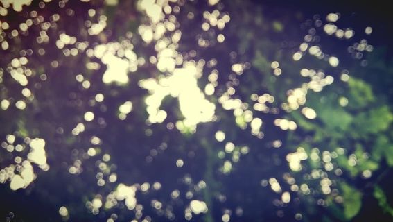 树,散焦,照明,无人,自然,户外,植物,背景 树,散焦,照明,无人,自然,户外,植物,背景