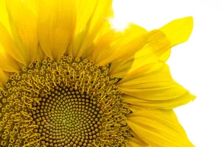 微距摄影，向日葵，植物，自然，叶子，花朵，季节，夏天