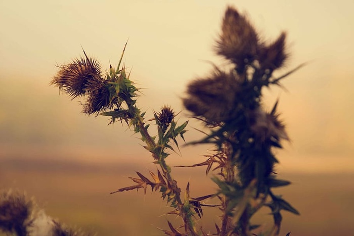 选择性，摄影，枯萎，花朵，焦点，棕色，植物，绿色