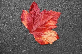 叶子，秋叶，落叶，秋天的颜色，红叶，柏油路，路上的叶子，装饰