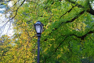 美国纽约，绿色、黄色、树冠、灯柱、树叶、树枝